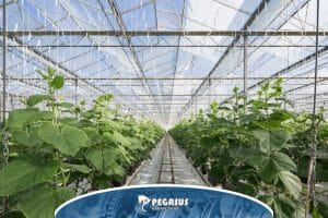 کشت خیار گلخانه ای