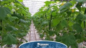 کشت خیار گلخانه ای