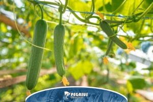 کشت خیار گلخانه ای