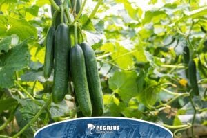 کشت خیار گلخانه ای