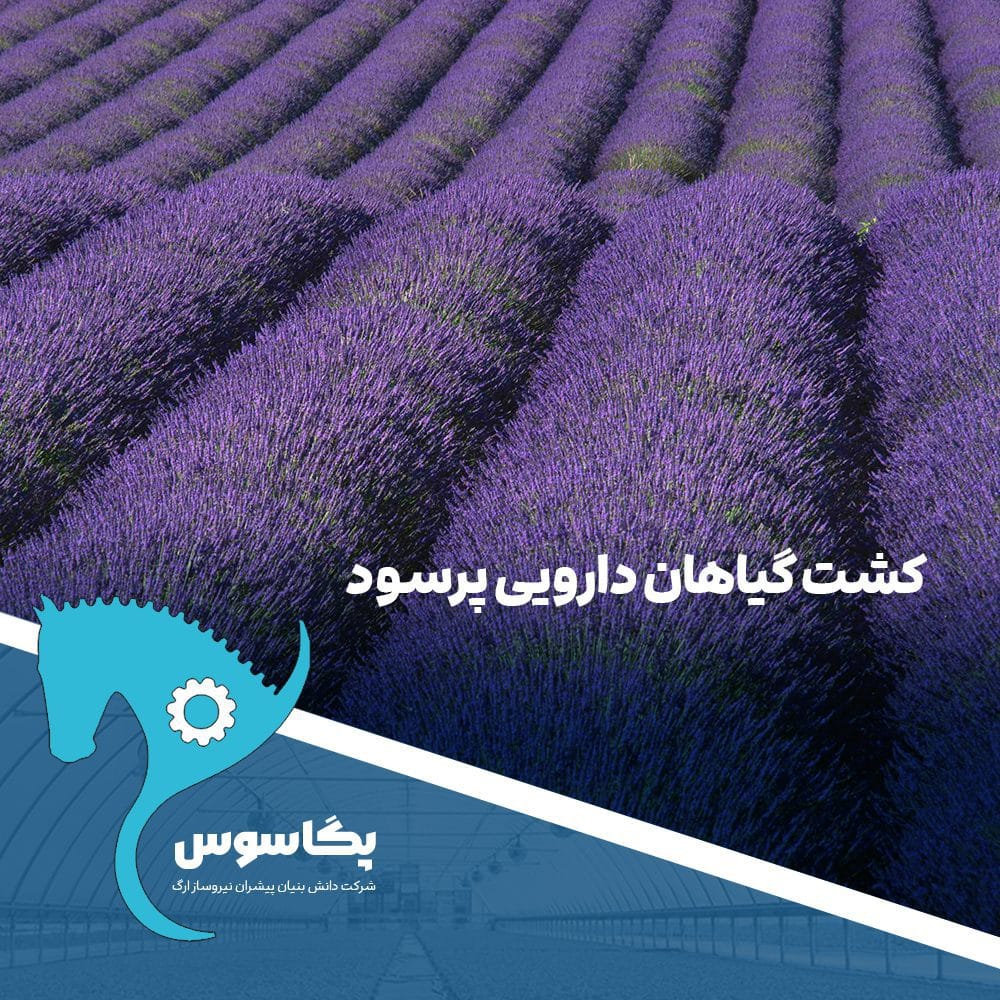 کشت گیاهان دارویی پرسود