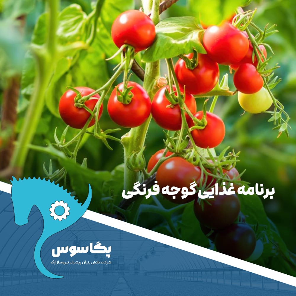 برنامه غذایی گوجه فرنگی